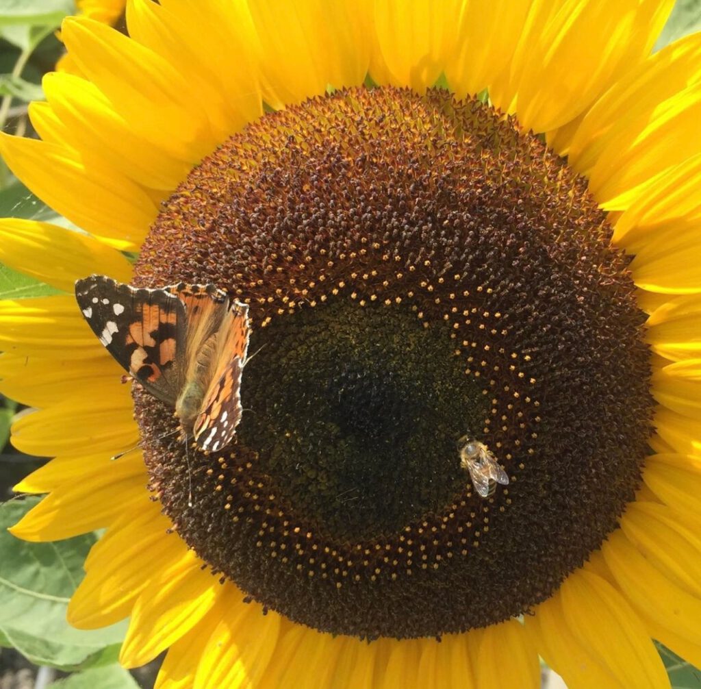 Sunflower and friends.